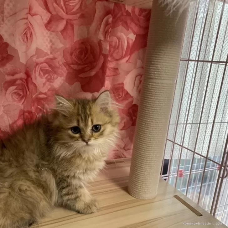 ID:2504-02057の子猫