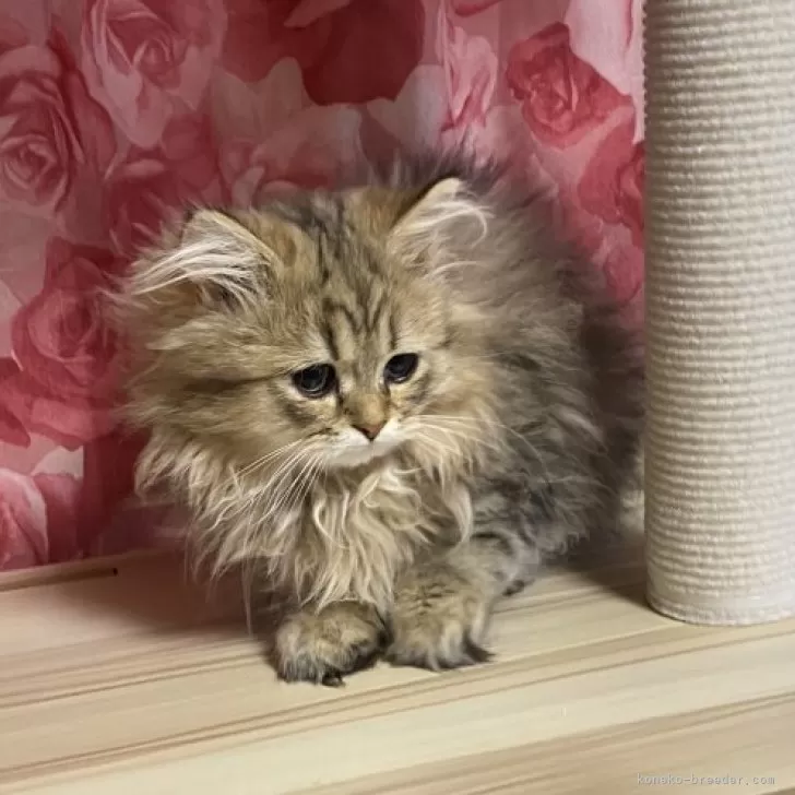 ID:2504-02052の子猫
