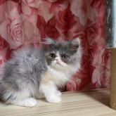 エキゾチックロングヘア