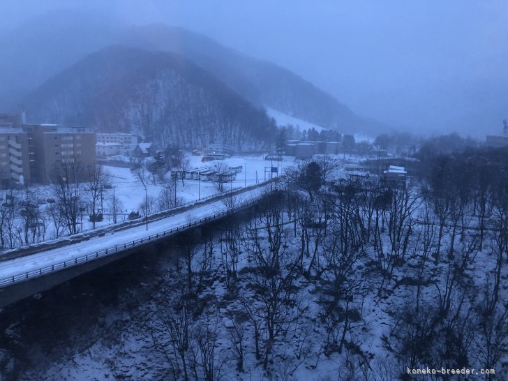 以前は北海道や東京に住んでおりました！｜板敷　直紘(いたしき　なおひろ)ブリーダー(千葉県・スコティッシュフォールドなど・(DCC) ※TICA傘下クラブ/JDCC登録)の紹介写真9