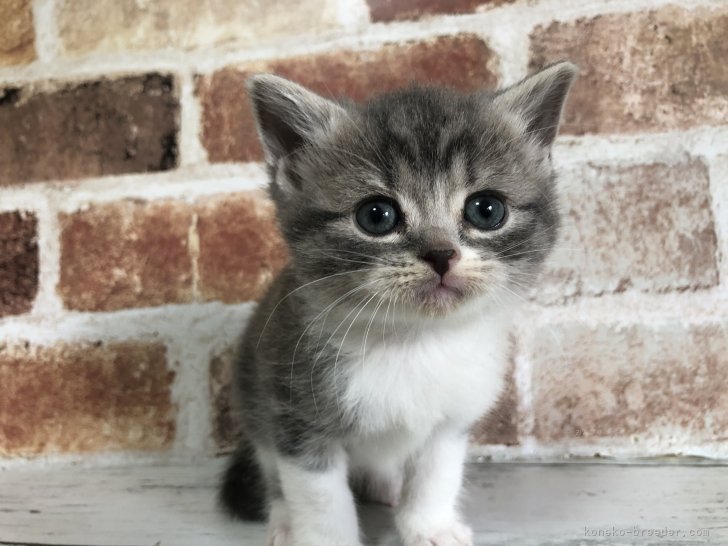 板敷直紘ブリーダーのブログ：子猫ちゃん見学・予約ありがとうございました✨️