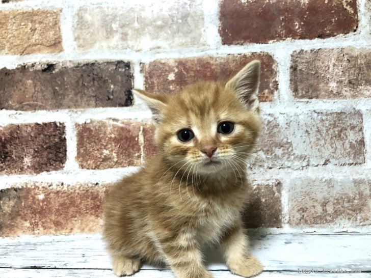 板敷直紘ブリーダーのブログ：12/10生まれスコくん、見学ありがとうございました😊