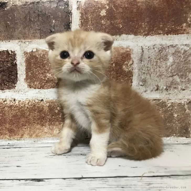 こはる 様のお迎えした子猫