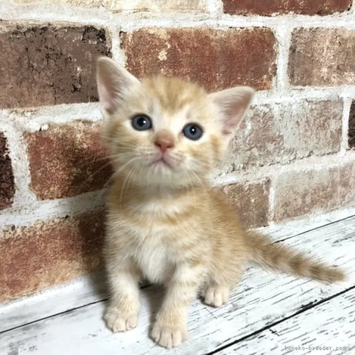 ID:2308-02738の子猫