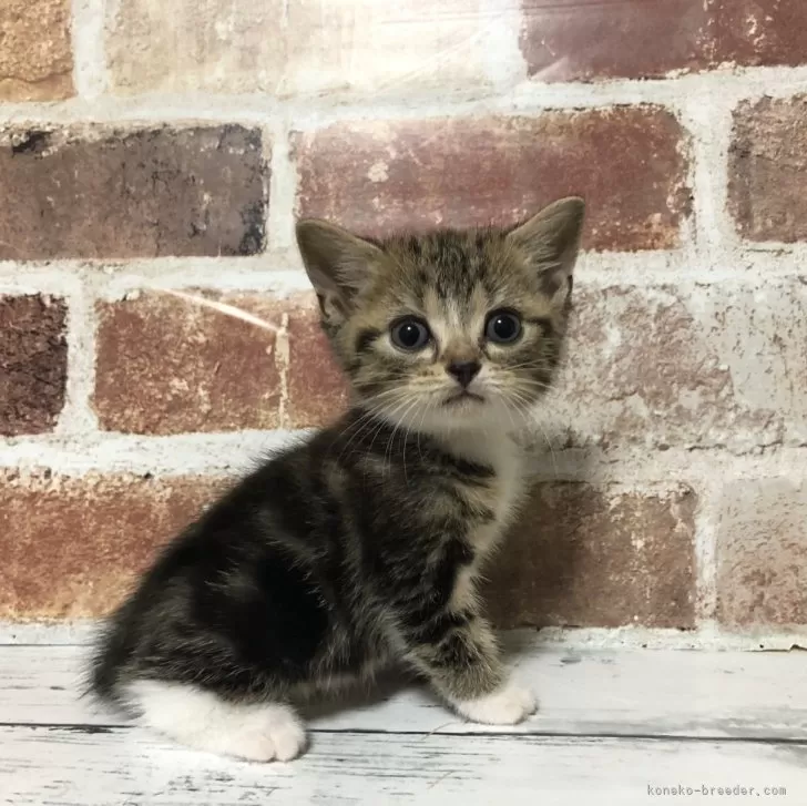 ID:2409-00541の子猫