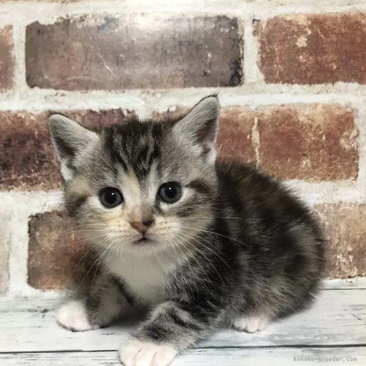 T.Y 様のお迎えした子猫