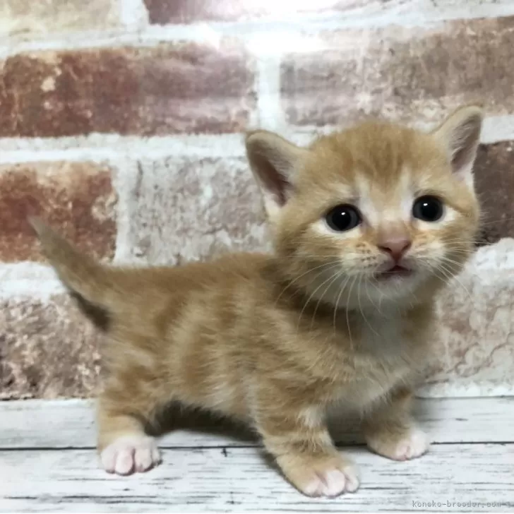 mem 様のお迎えした子猫