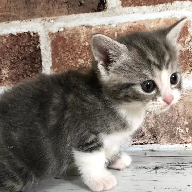 S.S 様のお迎えした子猫