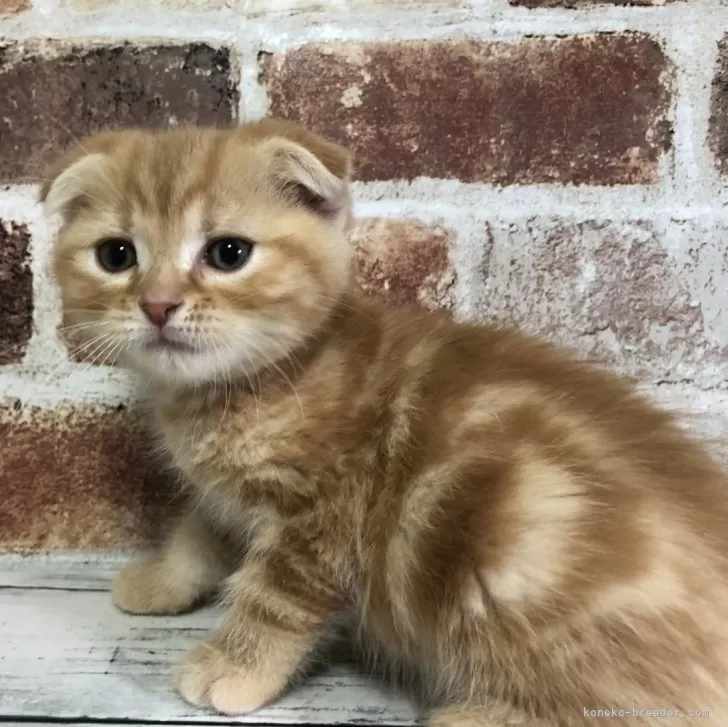 ID:2501-01741の子猫