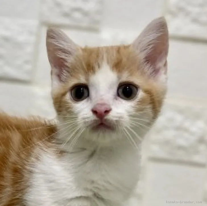 ID:2304-01885の子猫