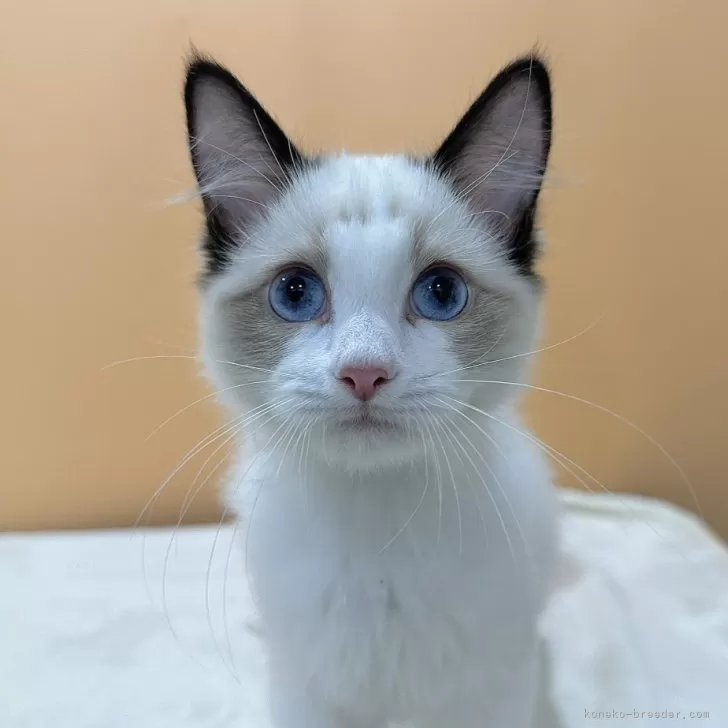 ID:2311-01400の子猫