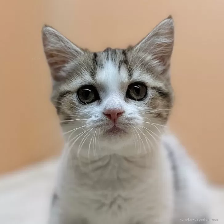 ID:2406-01181の子猫