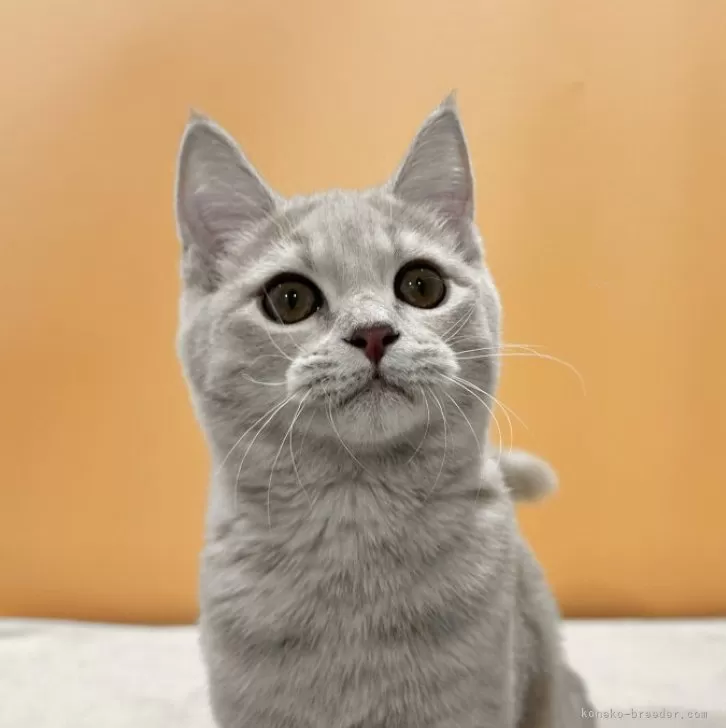 ID:2309-01293の子猫