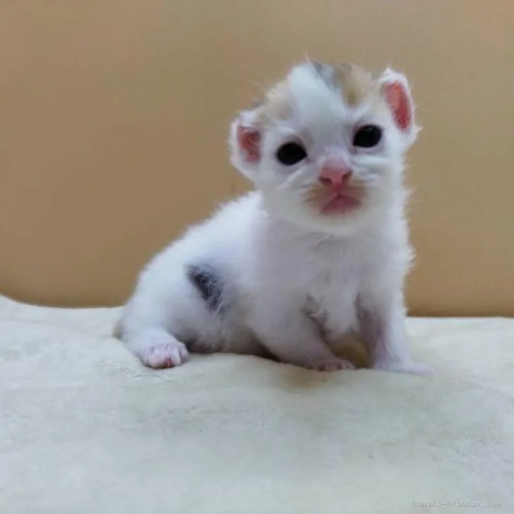 ID:2208-02048の子猫