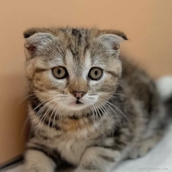 ID：2405-01389の子猫