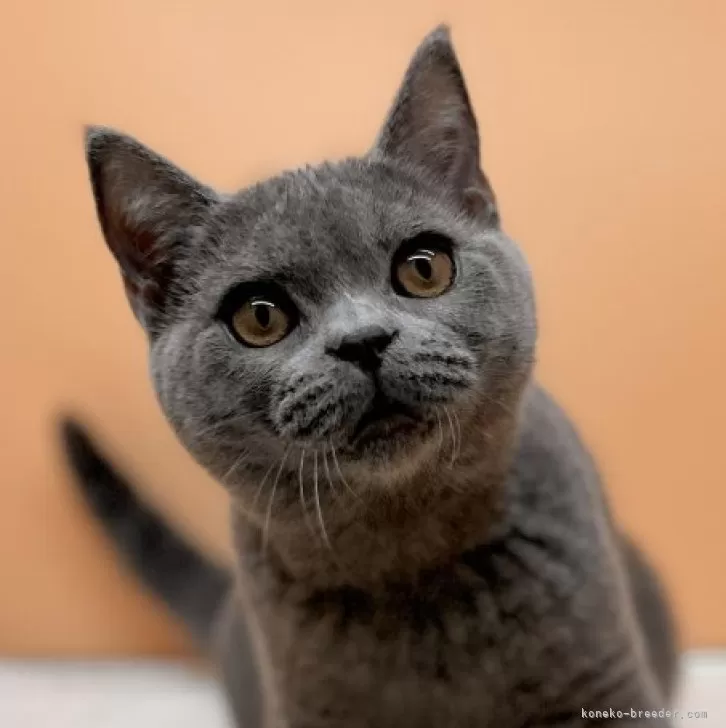 ID：2404-01011の子猫