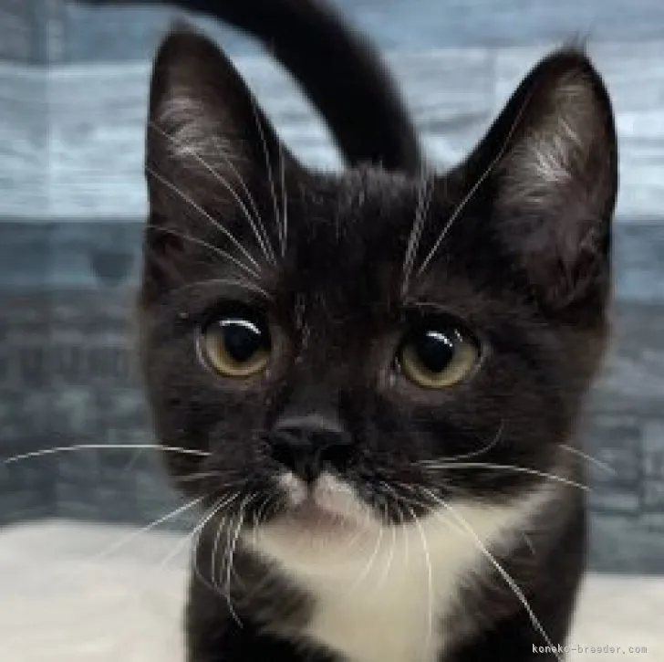 ID:2304-00185の子猫