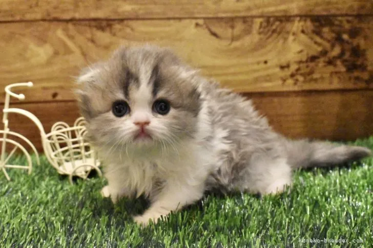 ID:2205-01329の子猫