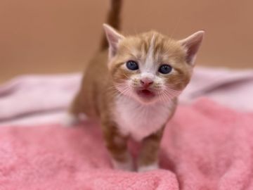 マンチカン(長足)【東京都・男の子・2021年6月23日・レッドタビー&ホワイト】の写真「顔立ちは優しく一番静かな子です!」