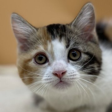 マンチカン【東京都・女の子・2023年7月14日・キャリコ】の写真「ぽてっとして可愛すぎるマンチカン😄」