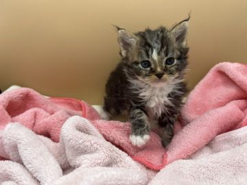 マンチカン(長足)【東京都・男の子・2022年4月9日・ブラウンタビー】の写真「カール毛ワイルドなマンチカン😸」