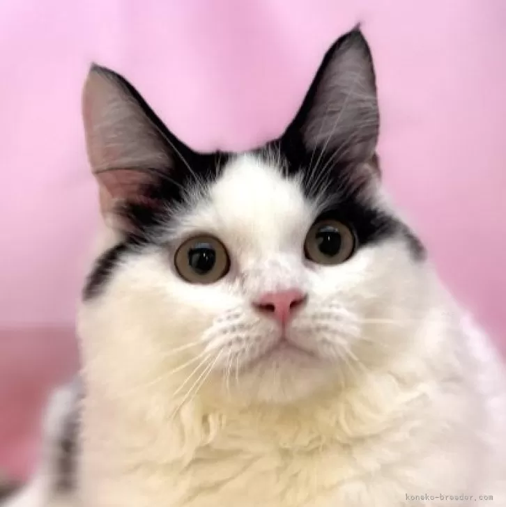 ID:2502-00629の子猫