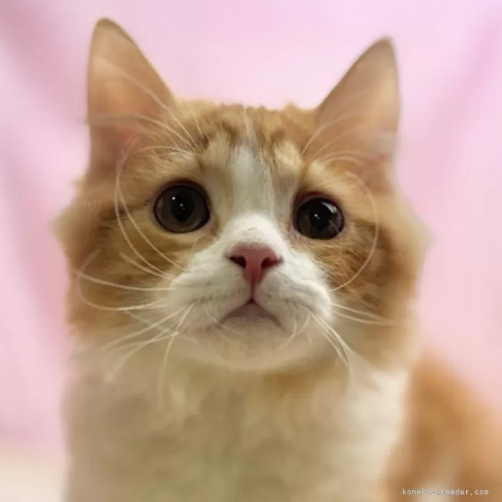 ID:2411-00543の子猫