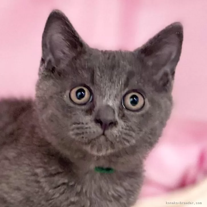 ID:2502-02061の子猫