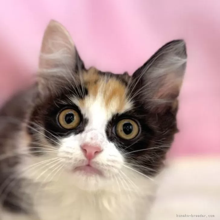 M.A 様のお迎えした子猫