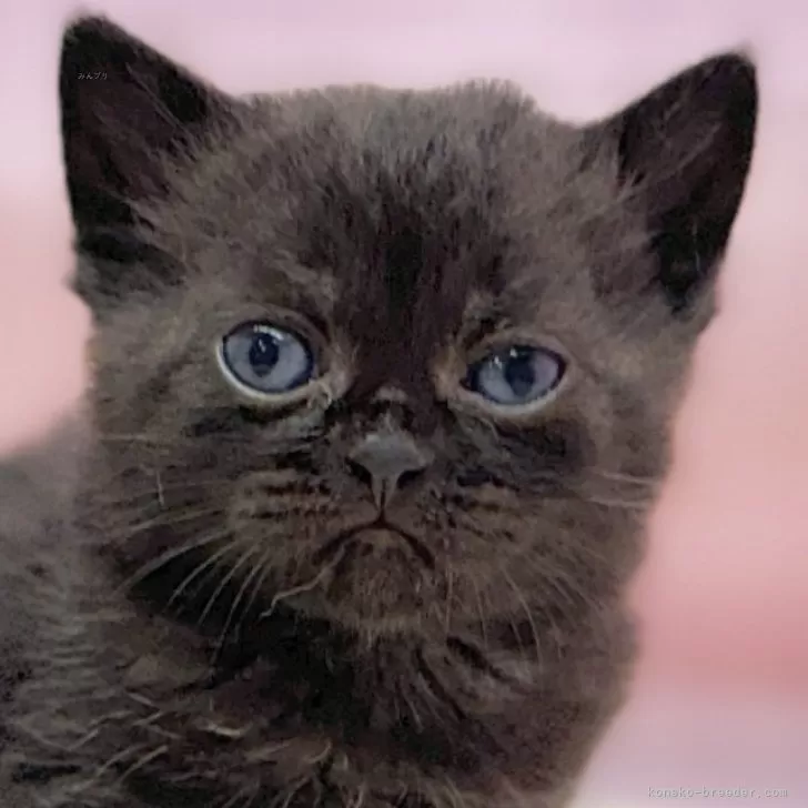 ID:2501-00120の子猫