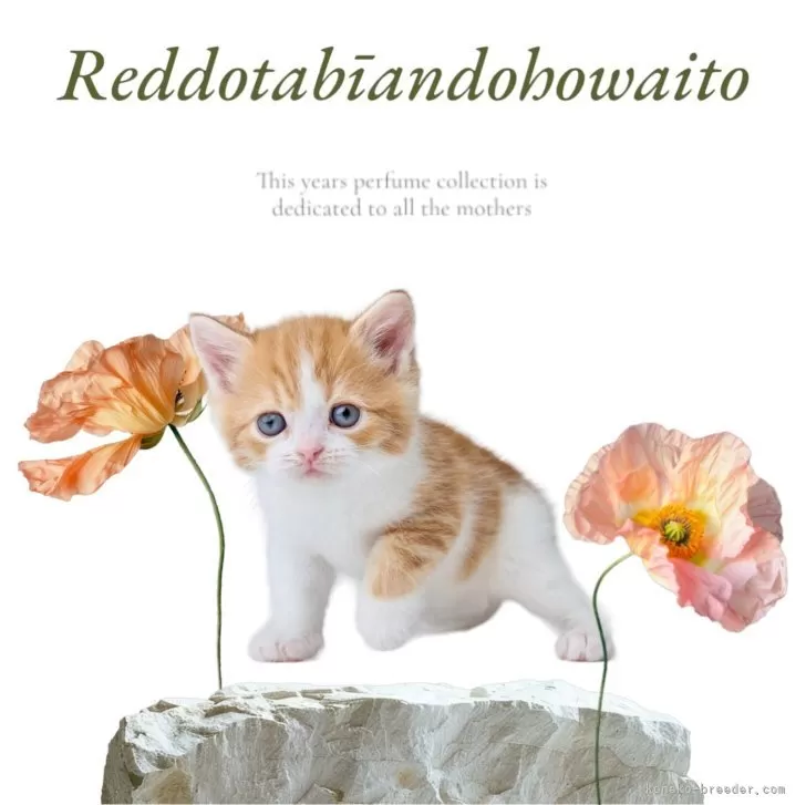 ID:2404-03164の子猫