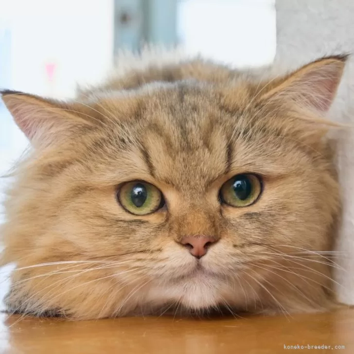ID:2404-03036の子猫