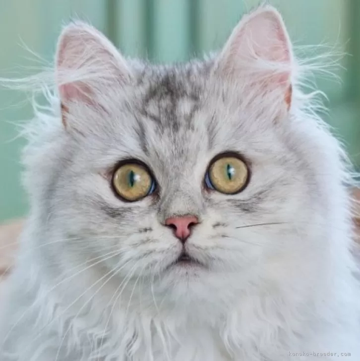 ID:2406-02739の子猫