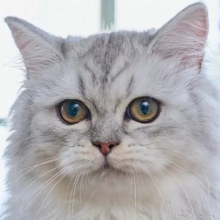 ID:2504-00923の子猫