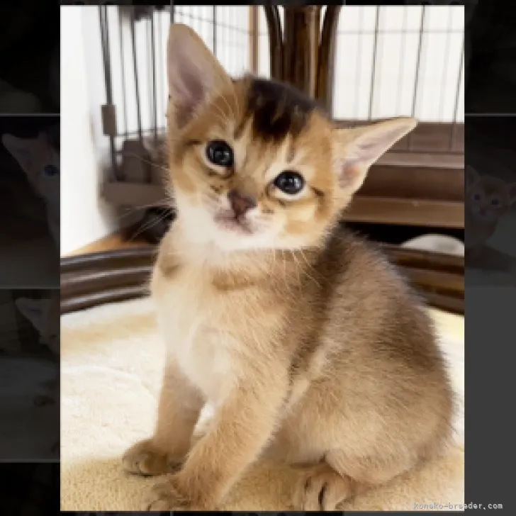 ID:2312-00742の子猫