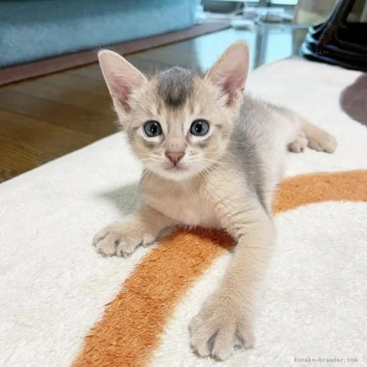 ID：2309-00880の子猫