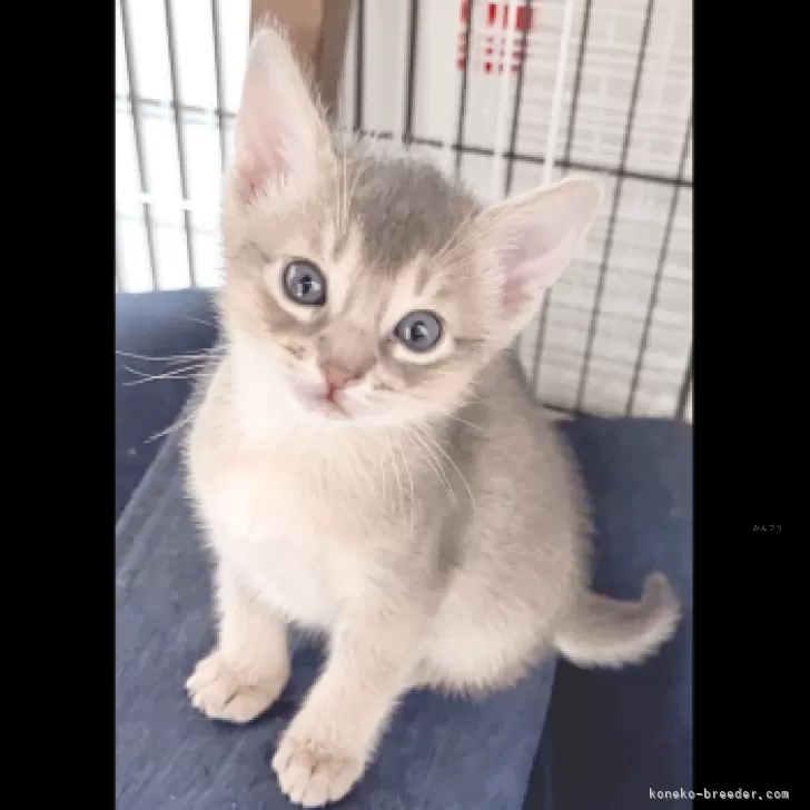 ID:2312-00744の子猫