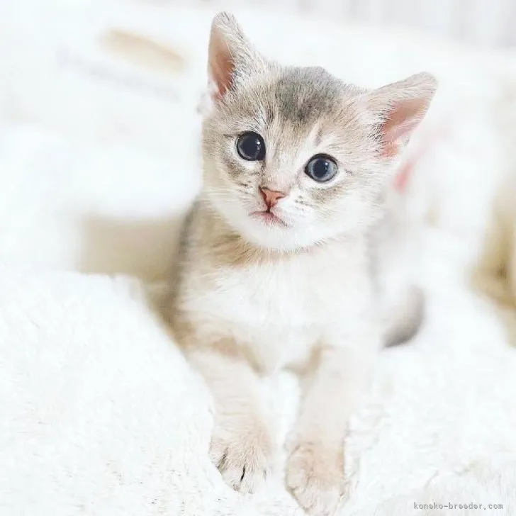 トモユウ 様のお迎えした子猫