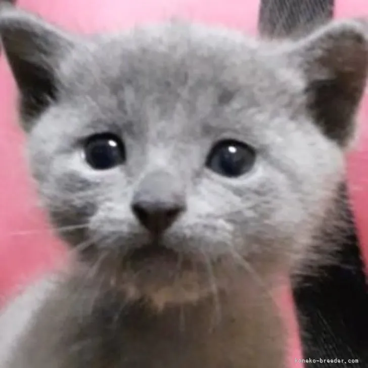 ID:2306-03139の子猫