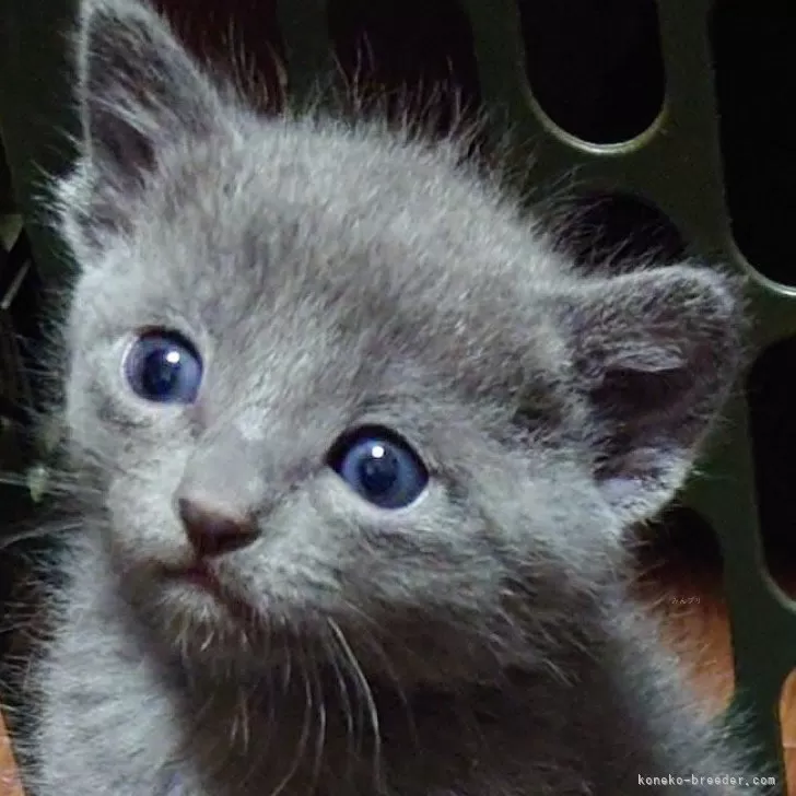 ID:2404-00214の子猫