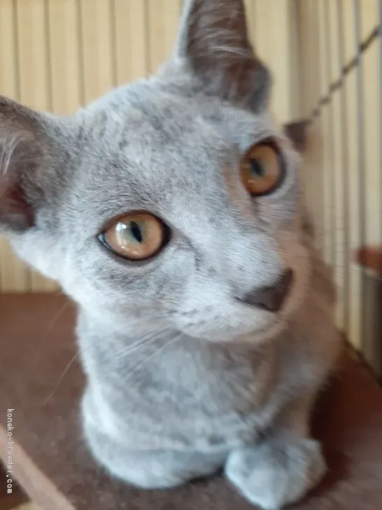 ID:2008-00087の子猫