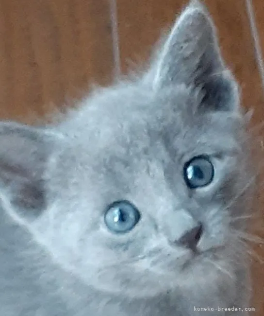 ID:2105-01921の子猫
