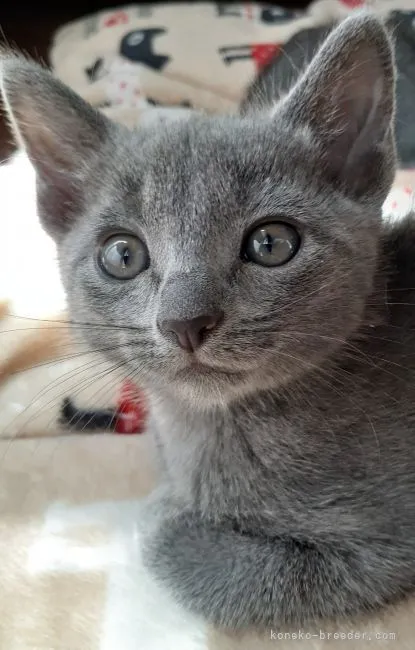 ID:2110-01354の子猫