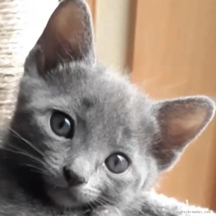 ID:2211-01941の子猫