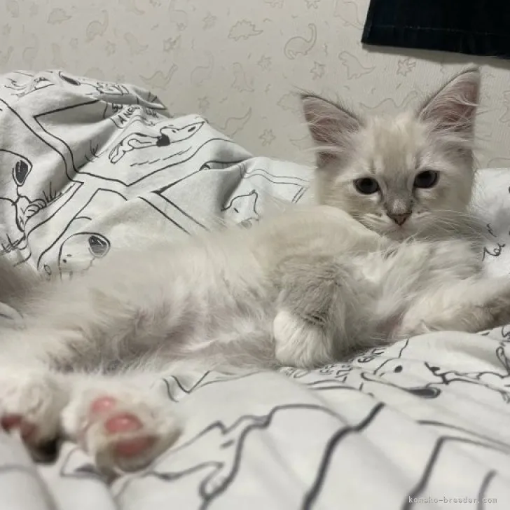 ID:2305-03231の子猫