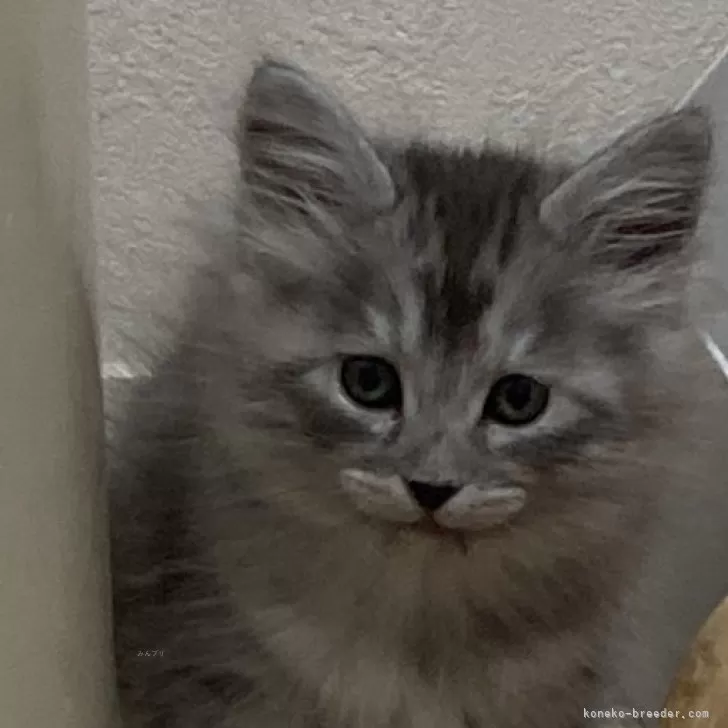 ID：2312-02594の子猫