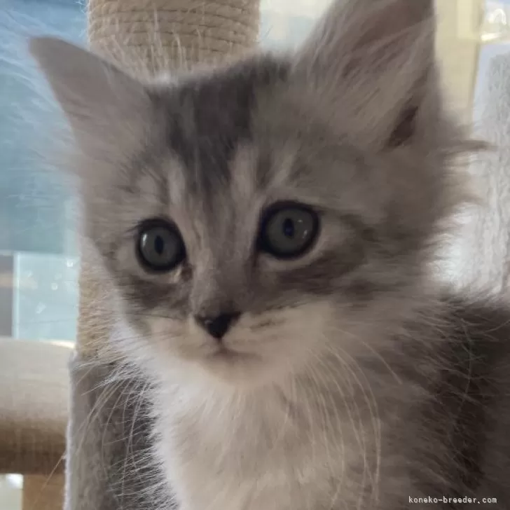 ID:2312-02593の子猫