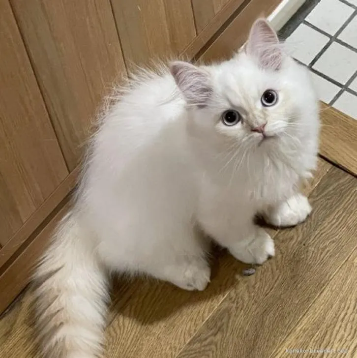 ID:2211-00513の子猫