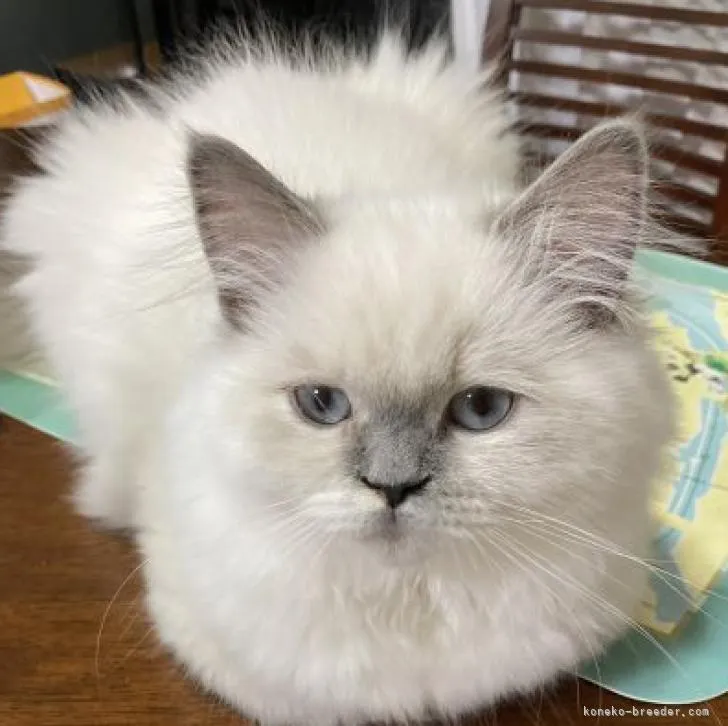 ID:2211-00520の子猫