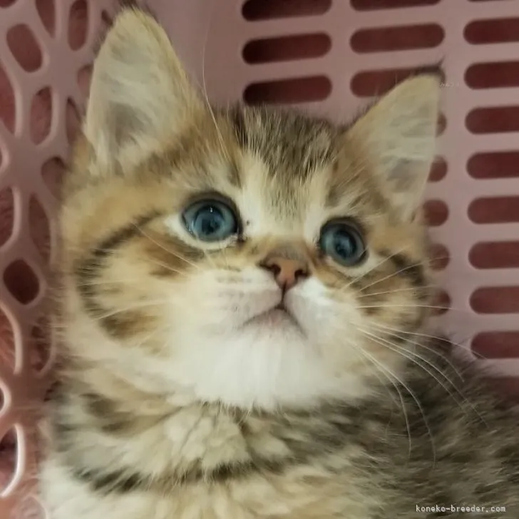 ID:2312-01135の子猫